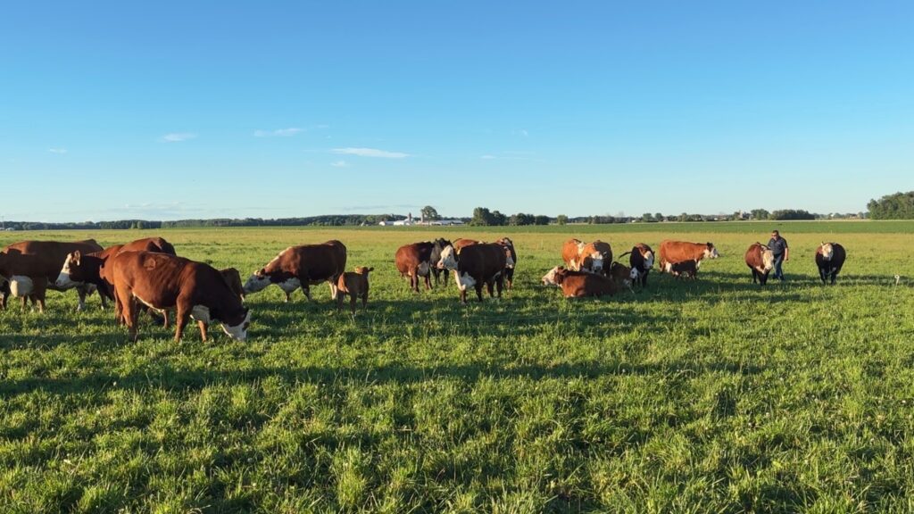 Happy Herd!