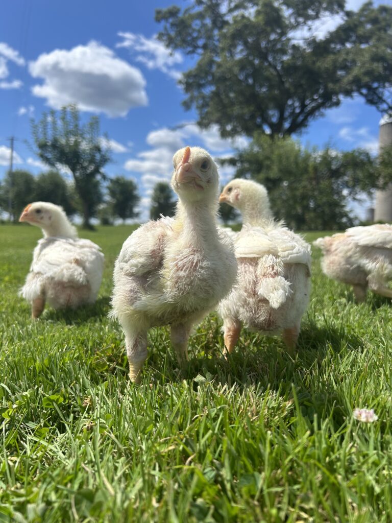 Chicks